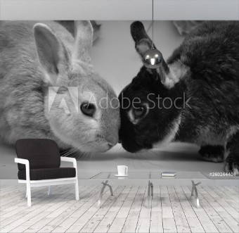 Picture of Lolo y Nano